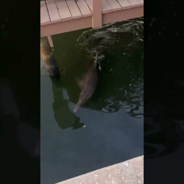 🐬Baby or Teen?🐬#gulfcoastlife #floridalifestyle