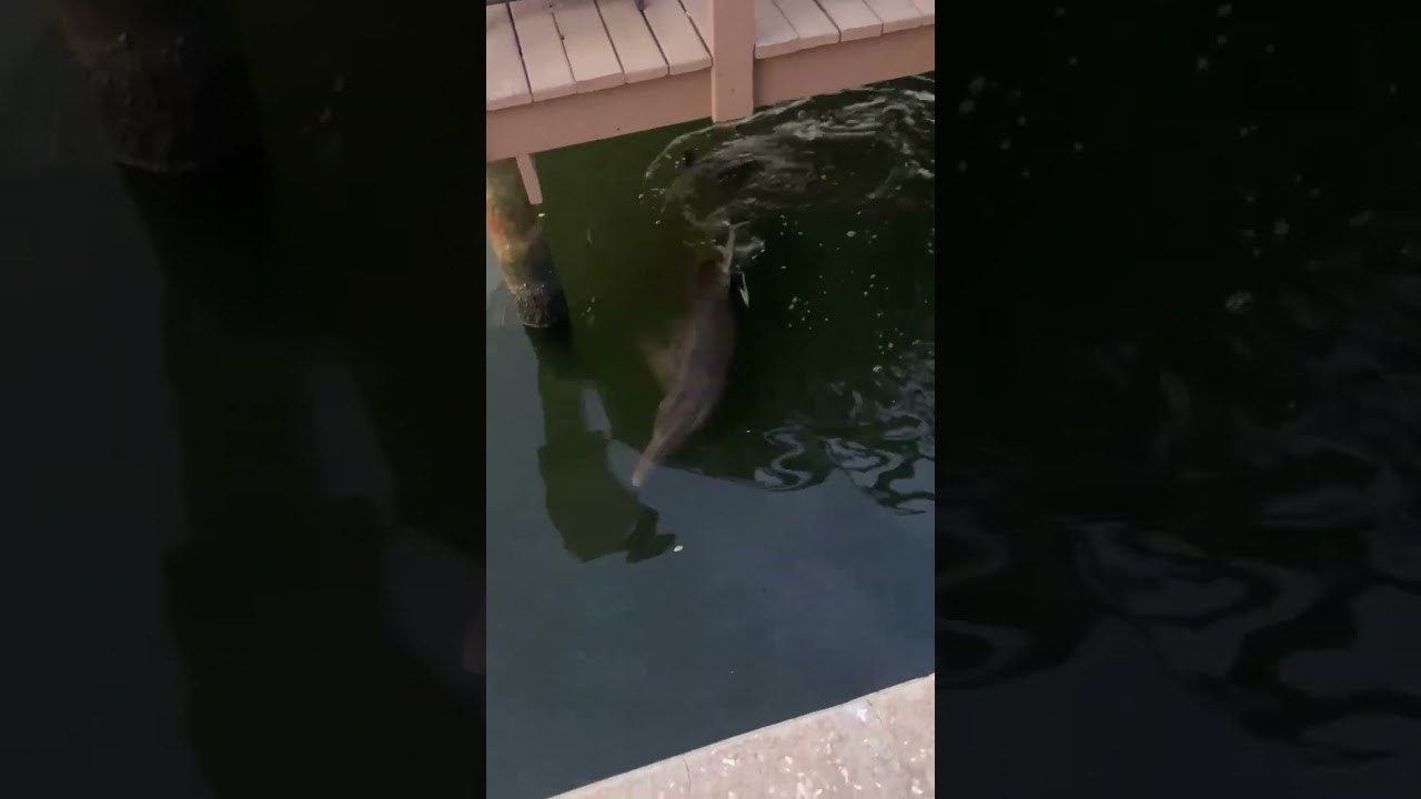 🐬Baby or Teen?🐬#gulfcoastlife #floridalifestyle