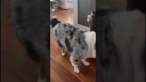 They will always have my heart today & every dog dayđž #nationaldogday