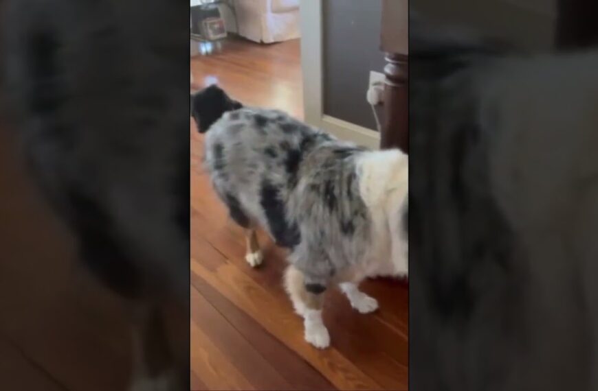 They will always have my heart today & every dog day🐾 #nationaldogday