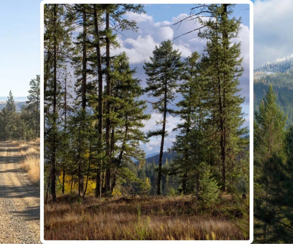 Build Your Own ‘Yellowstone’: Sprawling Montana Land Plots Where You Can Channel Your Inner John Dutton—for Under $500K