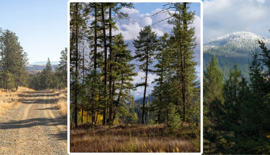 Build Your Own ‘Yellowstone’: Sprawling Montana Land Plots Where You Can Channel Your Inner John Dutton—for Under $500K