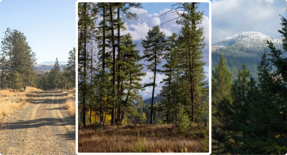 Build Your Own ‘Yellowstone’: Sprawling Montana Land Plots Where You Can Channel Your Inner John Dutton—for Under $500K