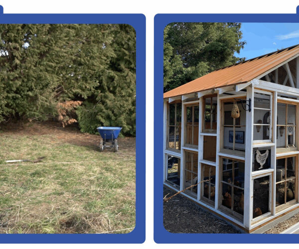 I Spent $2K to Build a Chicken Coop to Feed My Family of Nine