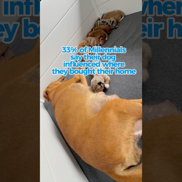 Are you home shopping with your pup in mind?