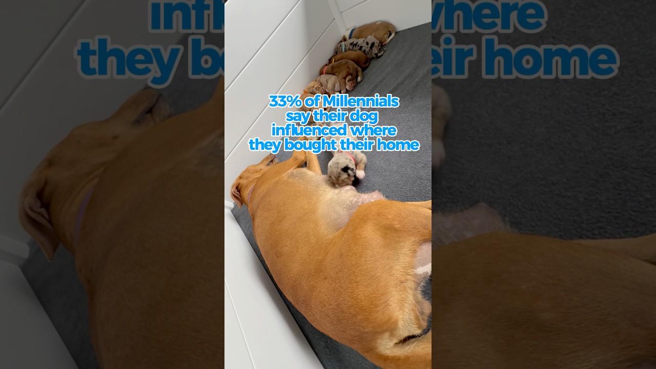 Are you home shopping with your pup in mind?