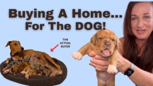 Find a dog friendly home. Does the dog influence your buying decision?