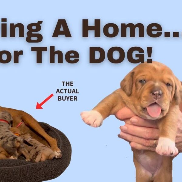 Find a dog friendly home. Does the dog influence your buying decision?