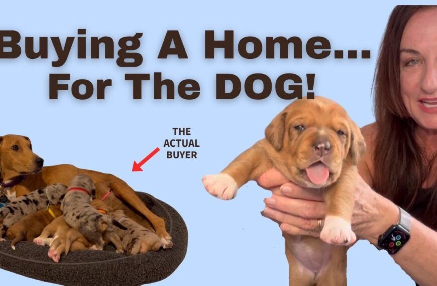 Find a dog friendly home. Does the dog influence your buying decision?
