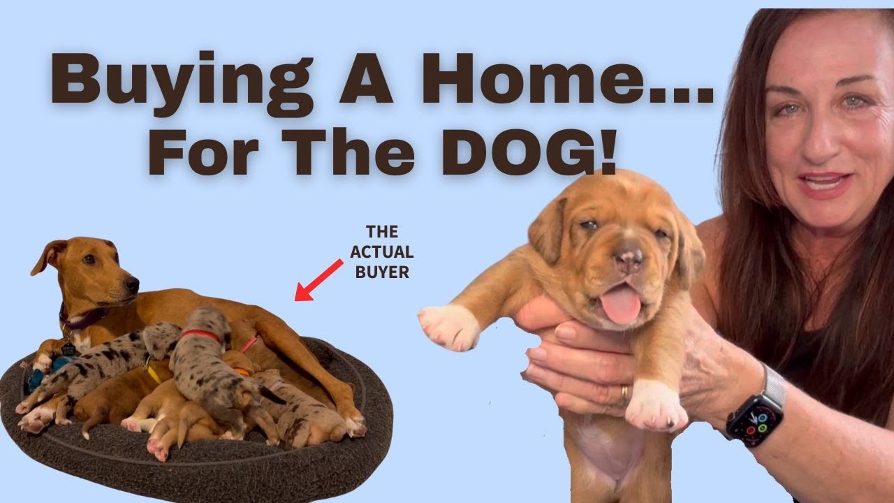 Find a dog friendly home. Does the dog influence your buying decision?