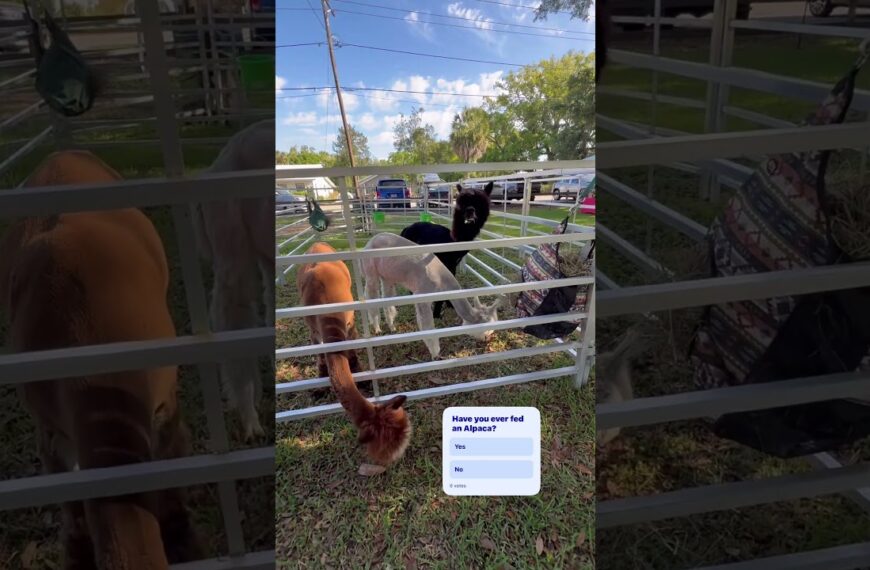 Alpacas in the city park today #sanantonioflorida #alpacas