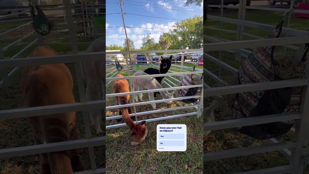 Alpacas in the city park today #sanantonioflorida #alpacas