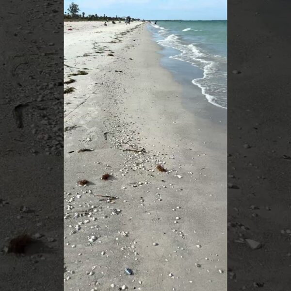 Morning walk on Pass-a-Grille beach today. Have you been here? #livinginflorida