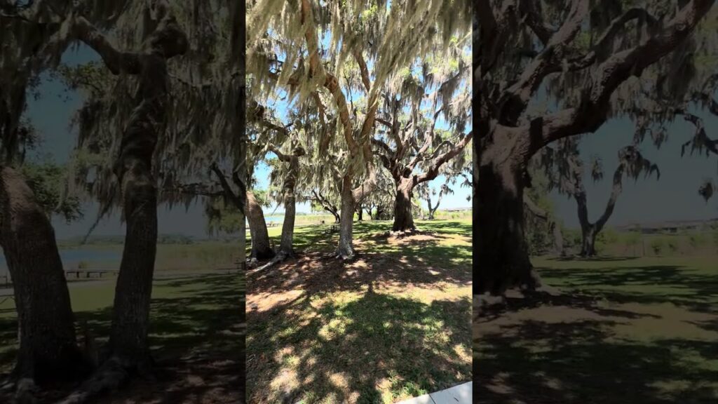 Eagle Park in Wesley Chapel Florida is so pretty. I saw people walking, fishing & biking.