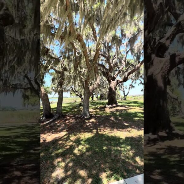 Eagle Park in Wesley Chapel Florida is so pretty. I saw people walking, fishing & biking.