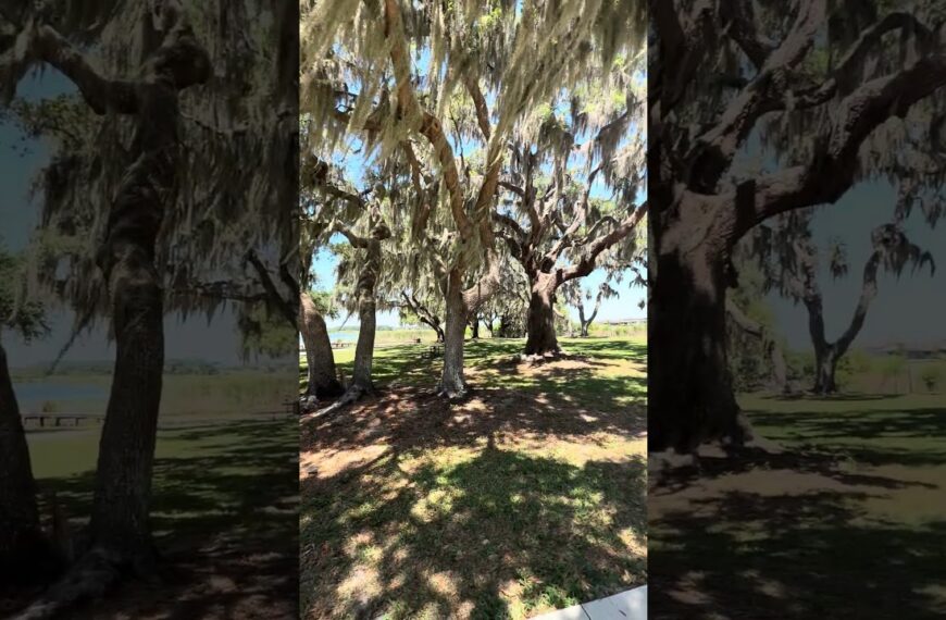 Eagle Park in Wesley Chapel Florida is so pretty. I saw people walking, fishing & biking.