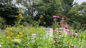 Pennsylvania’s Free ‘Meadow Kits’ Are Reimagining the Suburban Lawn