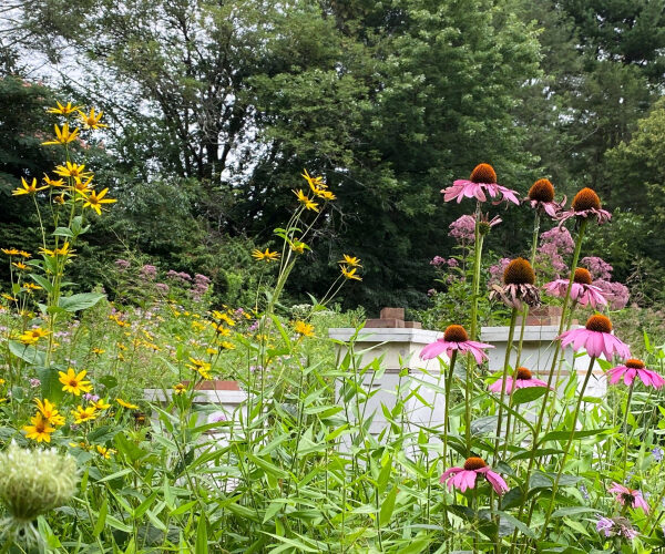 Pennsylvania’s Free ‘Meadow Kits’ Are Reimagining the Suburban Lawn