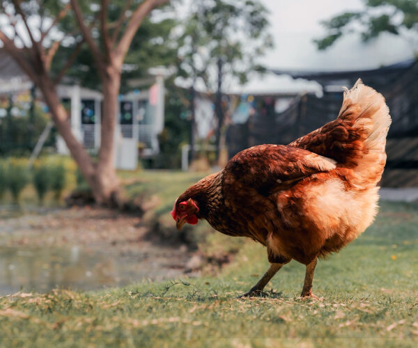 My Neighbor Has a Rooster That Won’t Shut Up. What Can I Do?