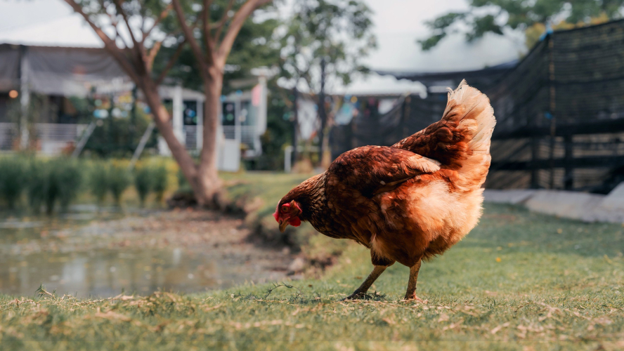 My Neighbor Has a Rooster That Won’t Shut Up. What Can I Do?