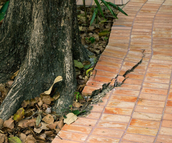 Your Tree Roots Could Cost You $5,000 This Summer If You’re Not Careful