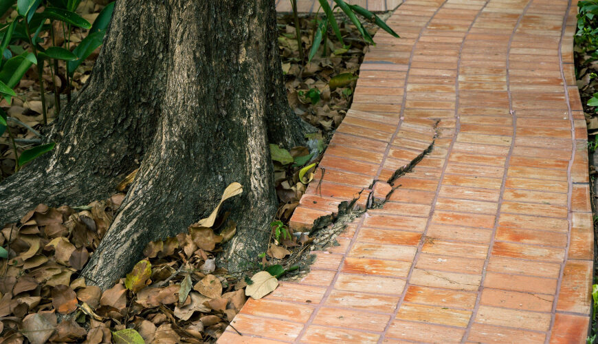 Your Tree Roots Could Cost You $5,000 This Summer If You’re Not Careful