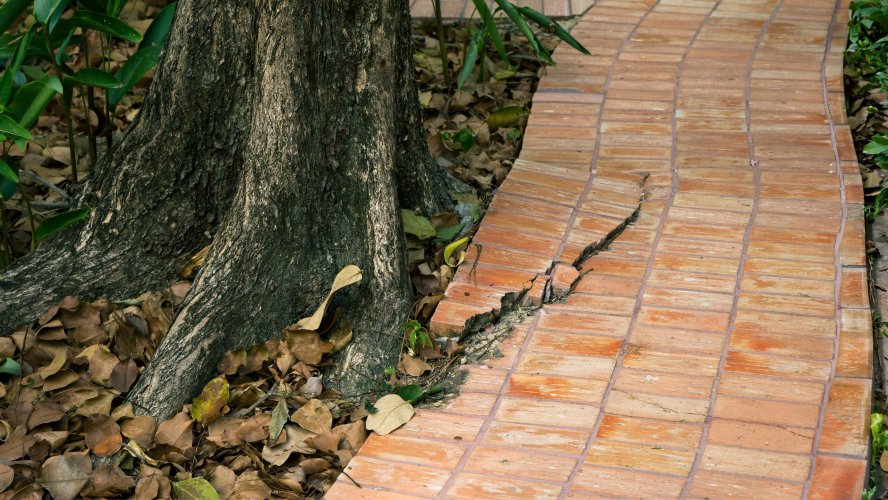 Your Tree Roots Could Cost You $5,000 This Summer If You’re Not Careful