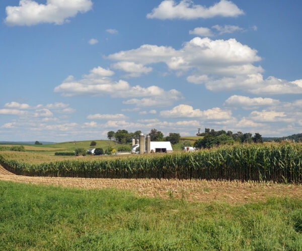 Corn Prices Plummet-but Farmers’ Land Is Getting More Valuable