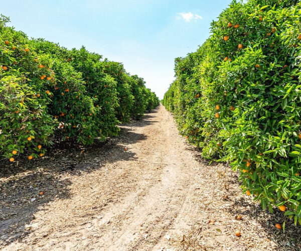 A Citrus Grove Standoff: Why FL Homeowners Are Fuming Over a Golf Course