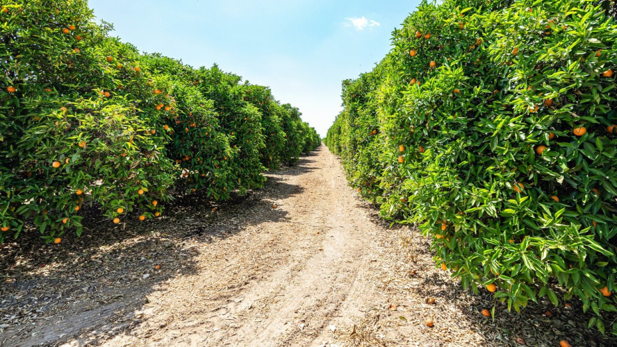 A Citrus Grove Standoff: Why FL Homeowners Are Fuming Over a Golf Course