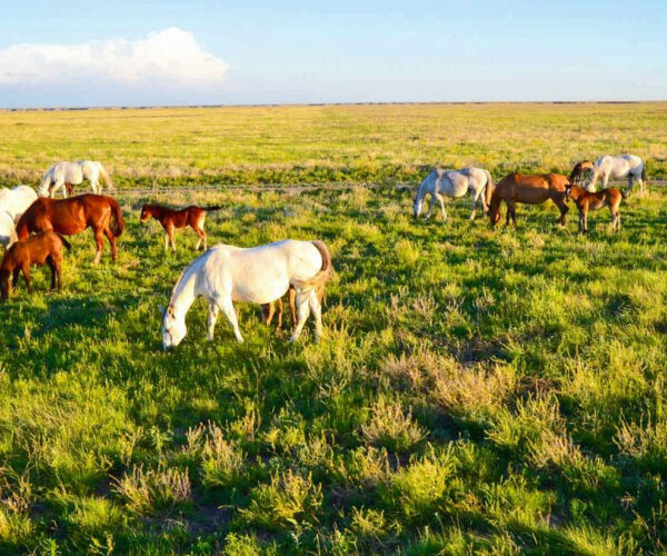 Massive Freeman Ranch Spanning Texas and Oklahoma Sells Near $128M